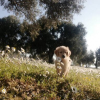 Golden Retriever, Köpek  Pati fotoğrafı