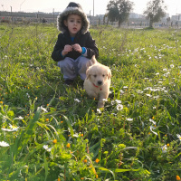 Golden Retriever, Köpek  Pati fotoğrafı