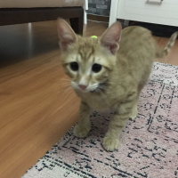 Sarman, Kedi  Poyraz fotoğrafı