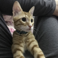 Sarman, Kedi  Poyraz fotoğrafı