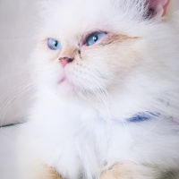 İran Kedisi (Persian), Kedi  Boncuk fotoğrafı