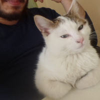 Tekir Kedi, Kedi  Tırtıl fotoğrafı