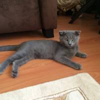 Scottish Fold, Kedi  oscar fotoğrafı