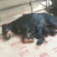 Rottweiler, Köpek  Paşa fotoğrafı