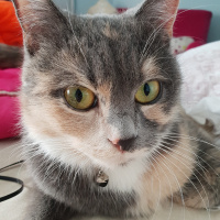 Tekir Kedi, Kedi  Duman fotoğrafı