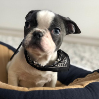 Fransız Bulldog, Köpek  Pablo fotoğrafı