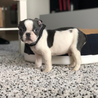 Fransız Bulldog, Köpek  Pablo fotoğrafı