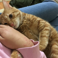 Sarman, Kedi  Halley Kuki fotoğrafı