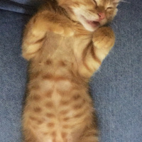 Sarman, Kedi  Halley Kuki fotoğrafı