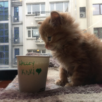 Sarman, Kedi  Halley Kuki fotoğrafı