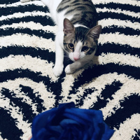Tekir Kedi, Kedi  Boncuk fotoğrafı