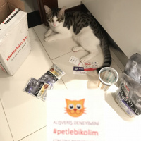 Tekir Kedi, Kedi  Boncuk fotoğrafı