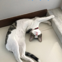 Tekir Kedi, Kedi  Boncuk fotoğrafı