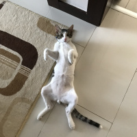 Tekir Kedi, Kedi  Boncuk fotoğrafı