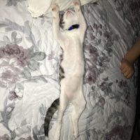 Tekir Kedi, Kedi  Boncuk fotoğrafı