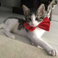 Tekir Kedi, Kedi  Boncuk fotoğrafı