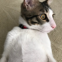 Tekir Kedi, Kedi  Boncuk fotoğrafı
