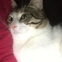 Tekir Kedi, Kedi  Paşa fotoğrafı