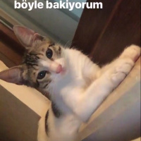 Tekir Kedi, Kedi  Paşa fotoğrafı