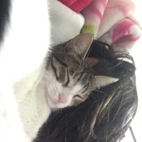 Tekir Kedi, Kedi  Paşa fotoğrafı