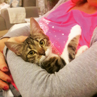 Tekir Kedi, Kedi  Ceku fotoğrafı