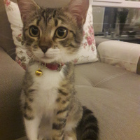 Tekir Kedi, Kedi  Ceku fotoğrafı