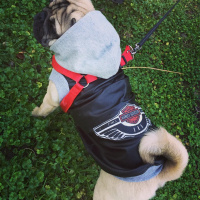 Pug, Köpek  Şef fotoğrafı