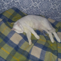 Ankara Kedisi, Kedi  Sofi fotoğrafı