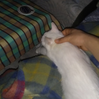 Ankara Kedisi, Kedi  Sofi fotoğrafı