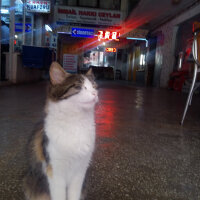 Scottish Fold, Kedi  Boncum fotoğrafı