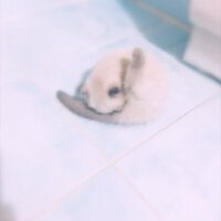 Scottish Fold, Kedi  Boncum fotoğrafı