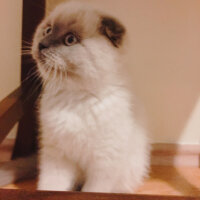 Scottish Fold, Kedi  Boncum fotoğrafı