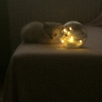 Scottish Fold, Kedi  Boncum fotoğrafı