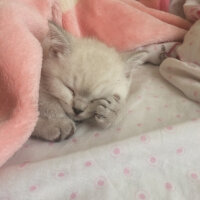 Scottish Fold, Kedi  Boncum fotoğrafı