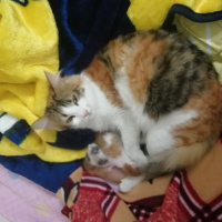 Tekir Kedi, Kedi  Kayısı fotoğrafı