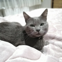 Mavi Rus, Kedi  Duman fotoğrafı