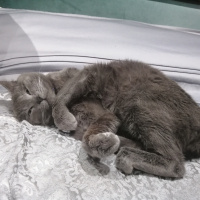 Mavi Rus, Kedi  Duman fotoğrafı
