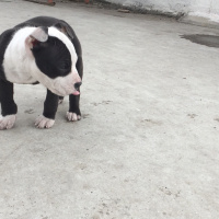 Amerikan Pitbull Terrier, Köpek  Medusa fotoğrafı