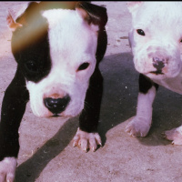 Amerikan Pitbull Terrier, Köpek  Medusa fotoğrafı