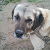 Kangal, Köpek  Bozo fotoğrafı