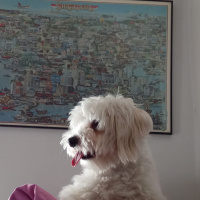 Maltese, Köpek  Pixel fotoğrafı
