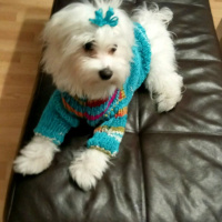 Maltese, Köpek  Pixel fotoğrafı