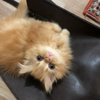 İran Kedisi (Persian), Kedi  TARÇIN fotoğrafı