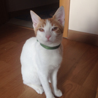 Manx, Kedi  Kisa fotoğrafı