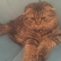 Scottish Fold, Kedi  Elizabeth fotoğrafı