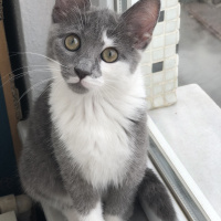 Tekir Kedi, Kedi  Lena fotoğrafı
