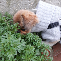 Pekingese, Köpek  Pekmez fotoğrafı