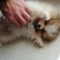 Pomeranyalı, Köpek  EFE fotoğrafı