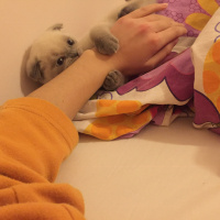 Scottish Fold, Kedi  bulut fotoğrafı