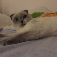 Scottish Fold, Kedi  bulut fotoğrafı